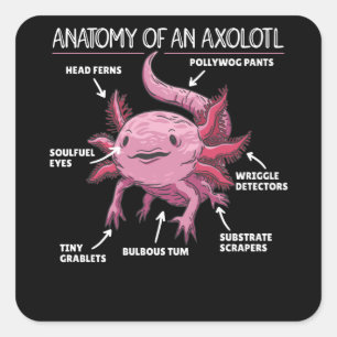 Sticker Carré Explication Axolotl Anatomie D'Un Axolotl