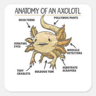 Sticker Carré Explication Axolotl Anatomie D'Un Axolotl