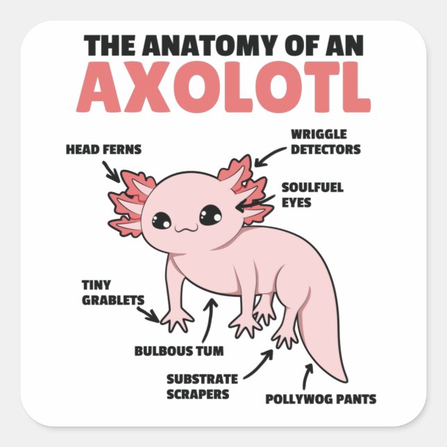 Sticker Carré Explication Axolotl Anatomie D'Un Axolotl (Devant)