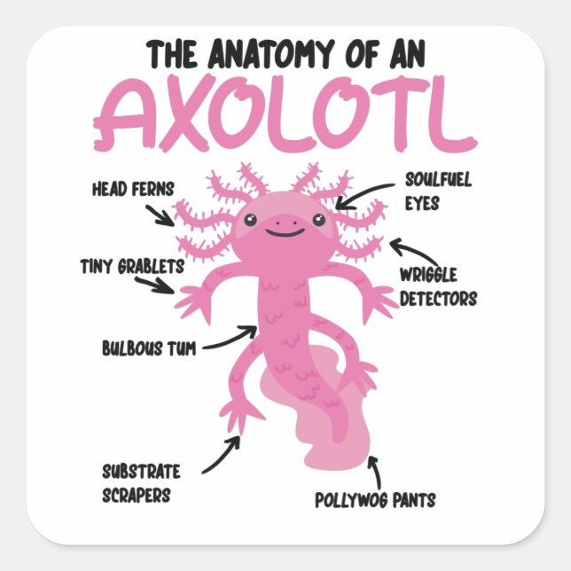 Sticker Carré Explication Axolotl Anatomie D'Un Axolotl (Devant)