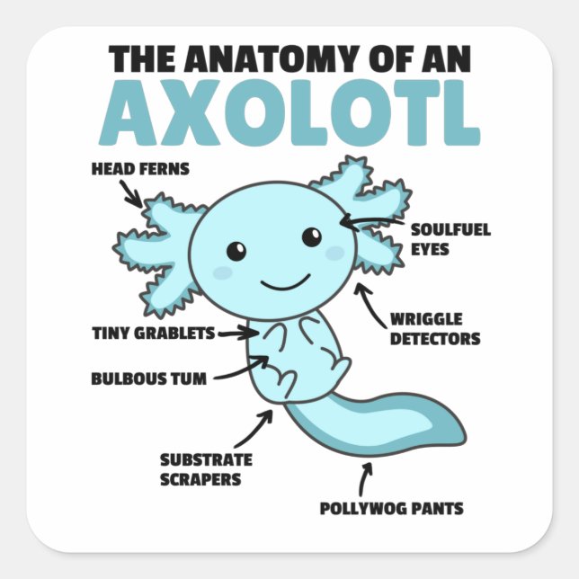 Sticker Carré Explication Axolotl Anatomie D'Un Axolotl (Devant)