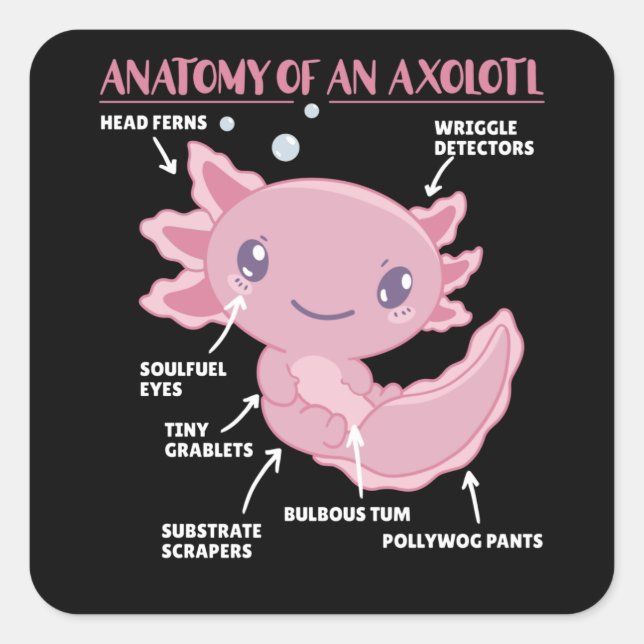 Sticker Carré Explication Axolotl Anatomie D'Un Axolotl (Devant)