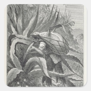 Sticker Carré Extraction du pulque