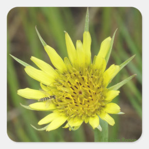 Sticker Carré F41 Jaune Barbebouc Fleur Sauvage