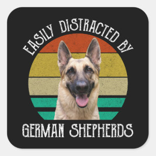 Sticker Carré Facilement Distrait Par Les Bergers Allemands