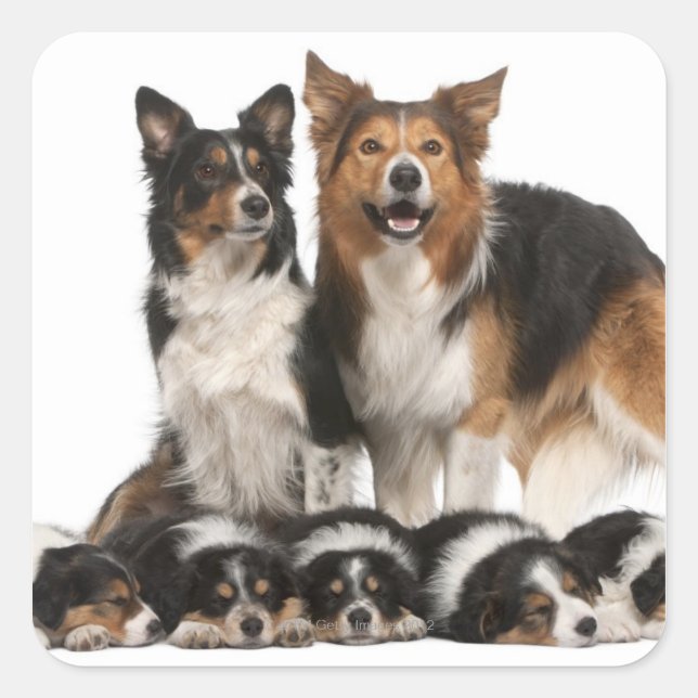 Sticker Carré Famille de collie frontalière (Devant)