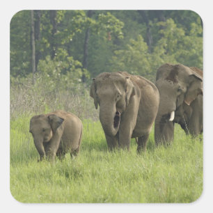 Sticker Carré Famille d'éléphants indiens