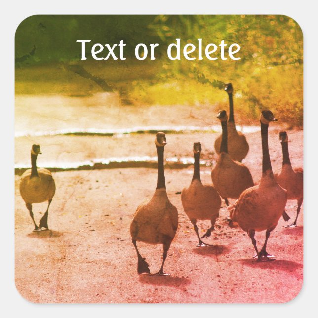 Sticker Carré Famille d'oies du Canada Nature personnalisée (Devant)