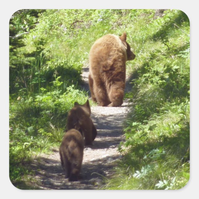 Sticker Carré Famille d'ours brun (Devant)
