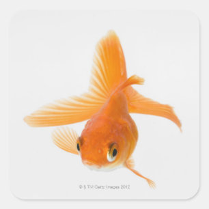 Sticker Carré Fantail (Carassius auratus)