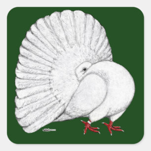 Sticker Carré Fantail Pigeon White