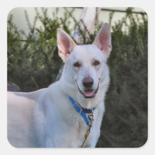 Sticker Carré Fantôme