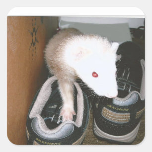 Sticker Carré Farret et la broche