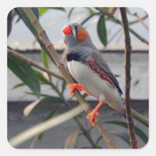 Sticker Carré Faune Zebra Finch Photo
