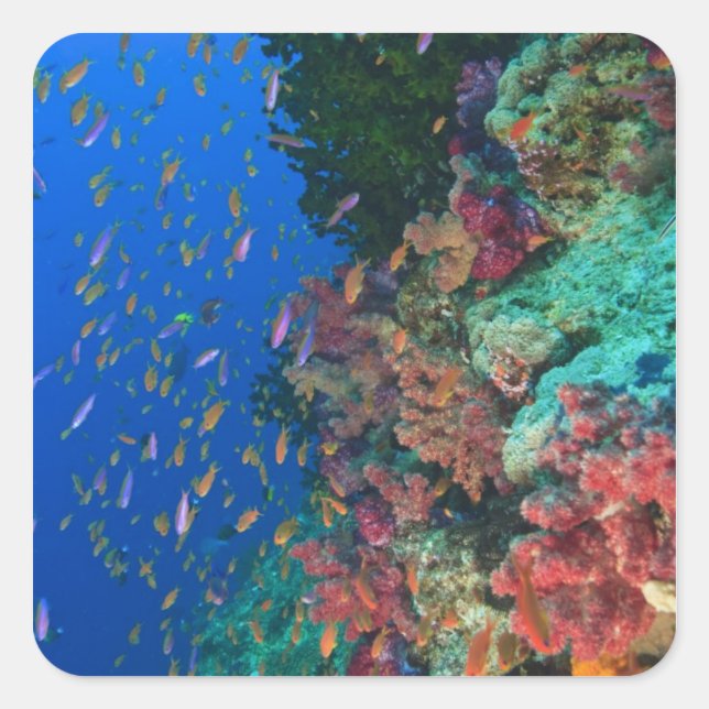 Sticker Carré Fées basslets (Pseudanthias (Devant)