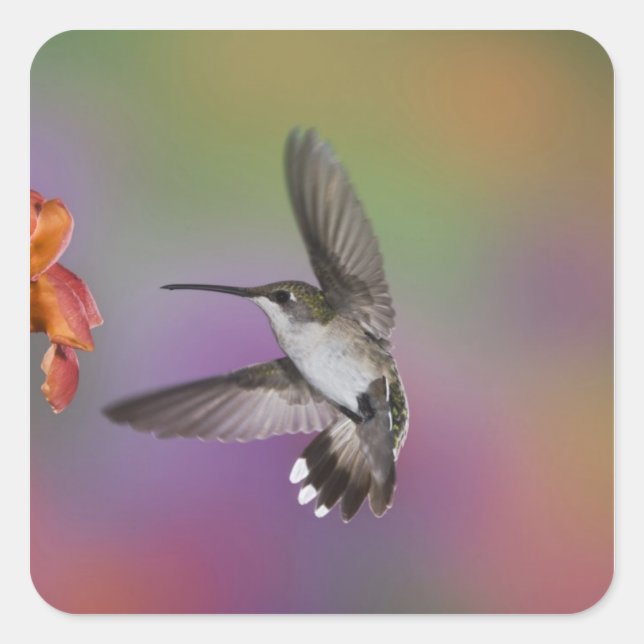 Sticker Carré Femme Ruby Throated Hummingbird en vol (Devant)