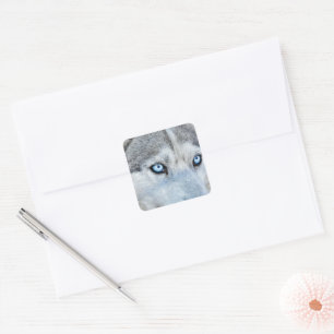 Sticker Carré Fermez Sibérie Husky avec les yeux bleus