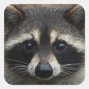 Sticker Carré Fermez-vous vers le haut du regard fixe cultivé d