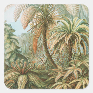 Sticker Carré Ferns, Filicinae Laubfarne par Ernst Haeckel