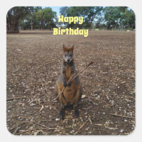 "Fête de la nature : un casse-croûte de Wallaby"