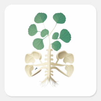 Sticker Carré Fête de la Saint Patrick, Shamrock chanceuse