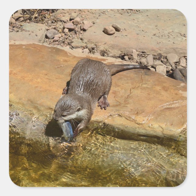 Sticker Carré **"Fête de Pondside : Un Otter et son Catch"** (Devant)