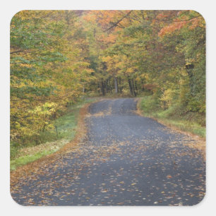 Sticker Carré Feuillage d'automne au bord de la route, Vermont d