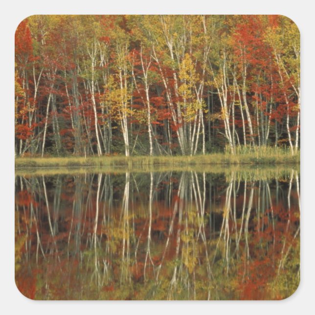 Sticker Carré Feuillage d'automne et reflets de bouleau; Hiawath (Devant)