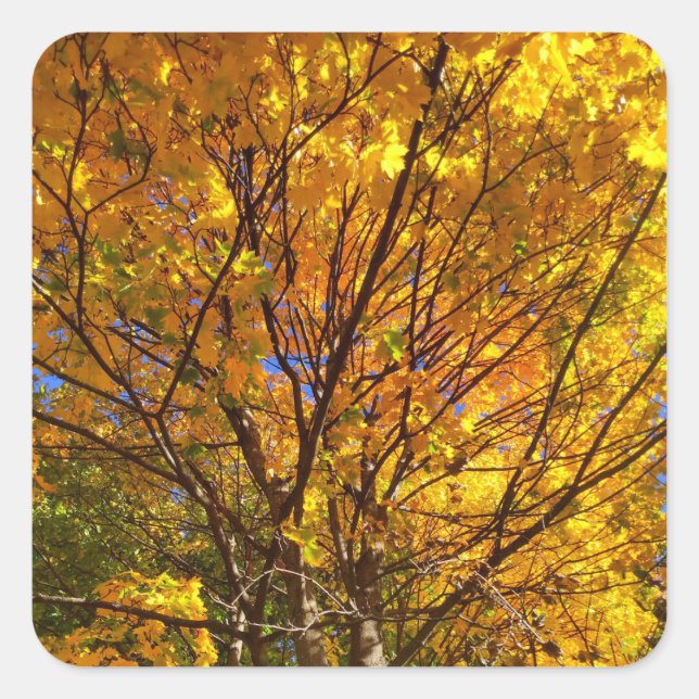 Sticker Carré Feuillage de automne jaune (Devant)
