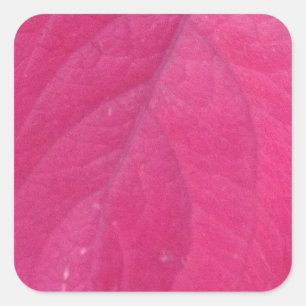 Sticker Carré Feuille d'automne pourpre
