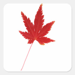 Sticker Carré Feuille d'automne simple rouge