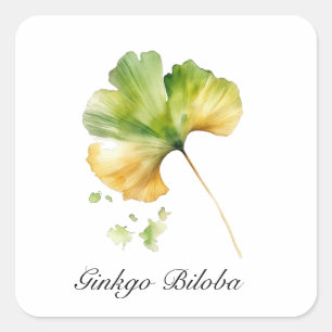 Sticker Carré Feuille de Ginkgo Biloba à l'aquarelle Botanique B
