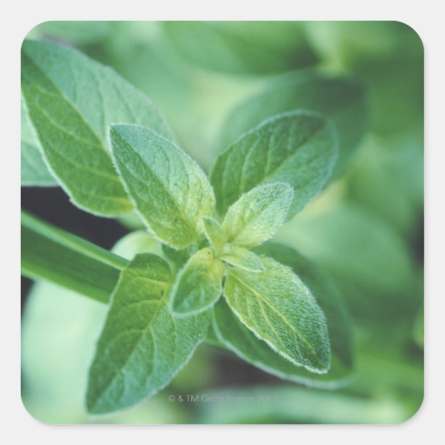 Sticker Carré Feuille de menthe fraîche (Devant)
