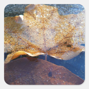 Sticker Carré Feuille d'érable jaune congelée Automne Nature