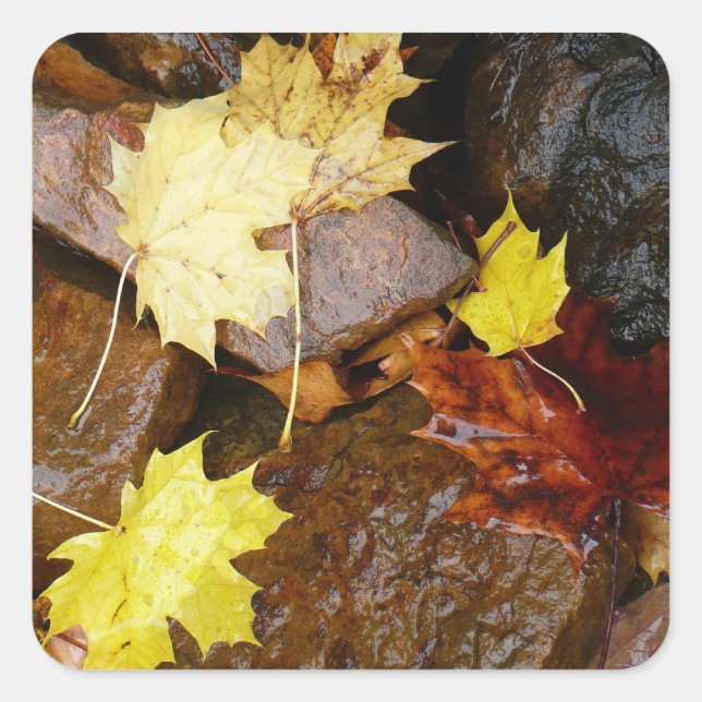 Sticker Carré Feuille et rochers d'automne Photographie naturell (Devant)