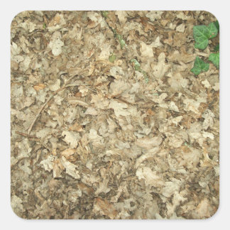 Sticker Carré Feuille. Plancher de bois. Terrain verdoyant.