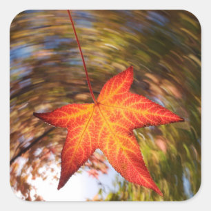 Sticker Carré Feuille tombante d'un arbre en automne