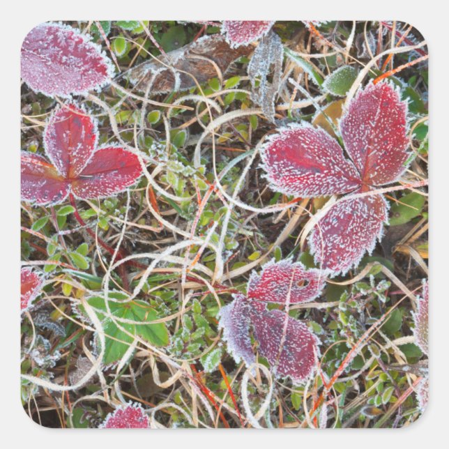 Sticker Carré Feuilles couvertes de givre, Canada (Devant)