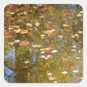 Sticker Carré Feuilles d'automne et reflet du ruisseau à Greenbe