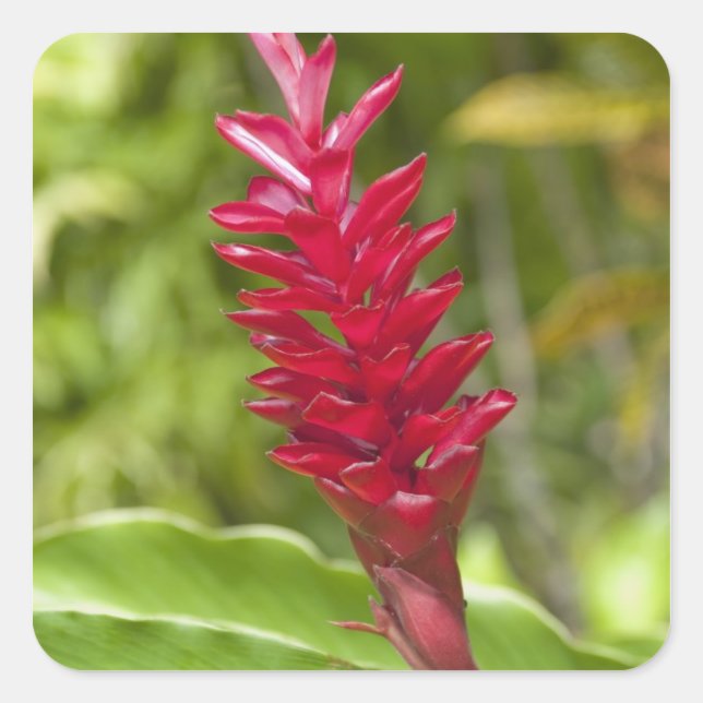 Sticker Carré Fidji, île de Viti Levu. Fleur. (Devant)