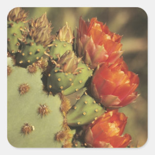 Sticker Carré Figue de Barbarie en fleurs, Arizona-Sonora 2
