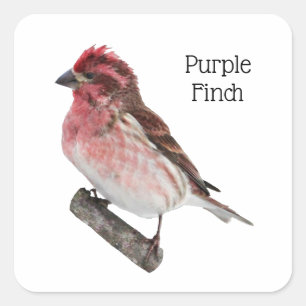 Sticker Carré Finch pourpre