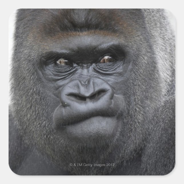 Sticker Carré Flachlandgorilla, Gorilla gorilla, (Devant)