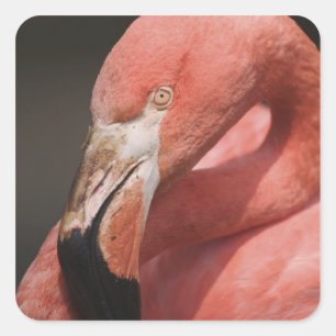 Sticker Carré Flamant du Chili, Phoenicopterus chilensis