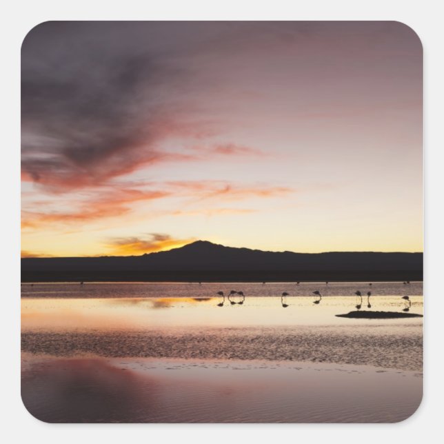 Sticker Carré Flamant rose chilien (Devant)