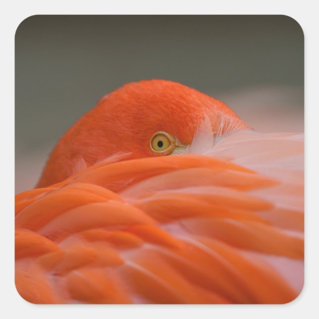 Sticker Carré Flamant rose de Pékin (Devant)