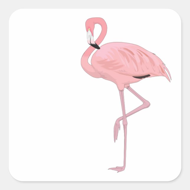 Sticker Carré Flamant Rose Debout Sur Une Jambe (Devant)