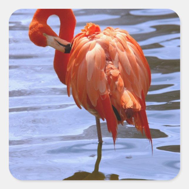 Sticker Carré Flamant rose sur une jambe dans l'eau (Devant)