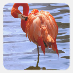 Sticker Carré Flamant sur une jambe dans l'eau