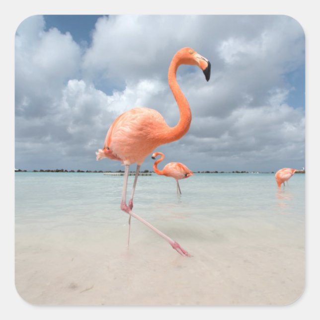 Sticker Carré Flamants roses Beach Aruba (Devant)